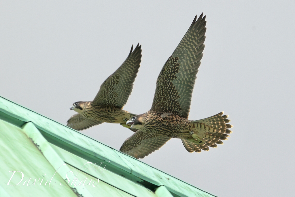Chichester Peregrines Iconic Shot……!!