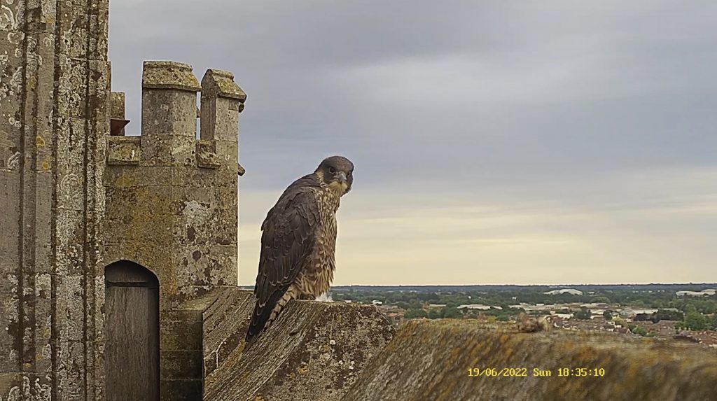 Chichester Peregrines Camera two on the Web ….so good…!!