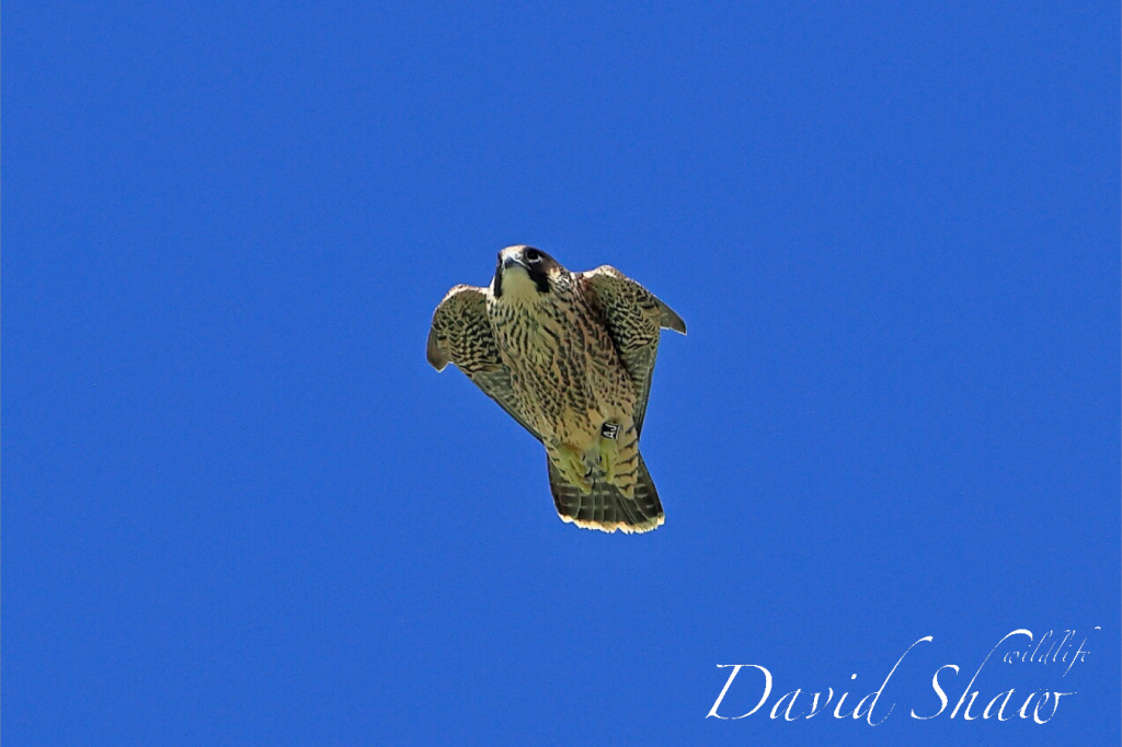 Chichester Peregrines Stoop….!!