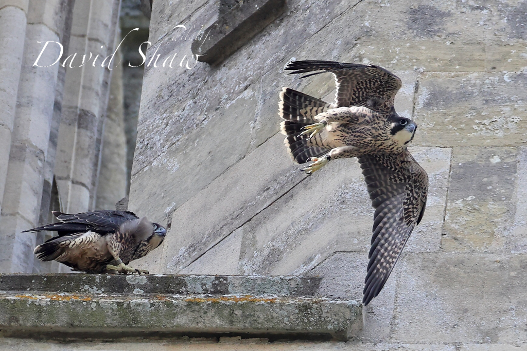 Chichester Peregrines Open Days Success….!!