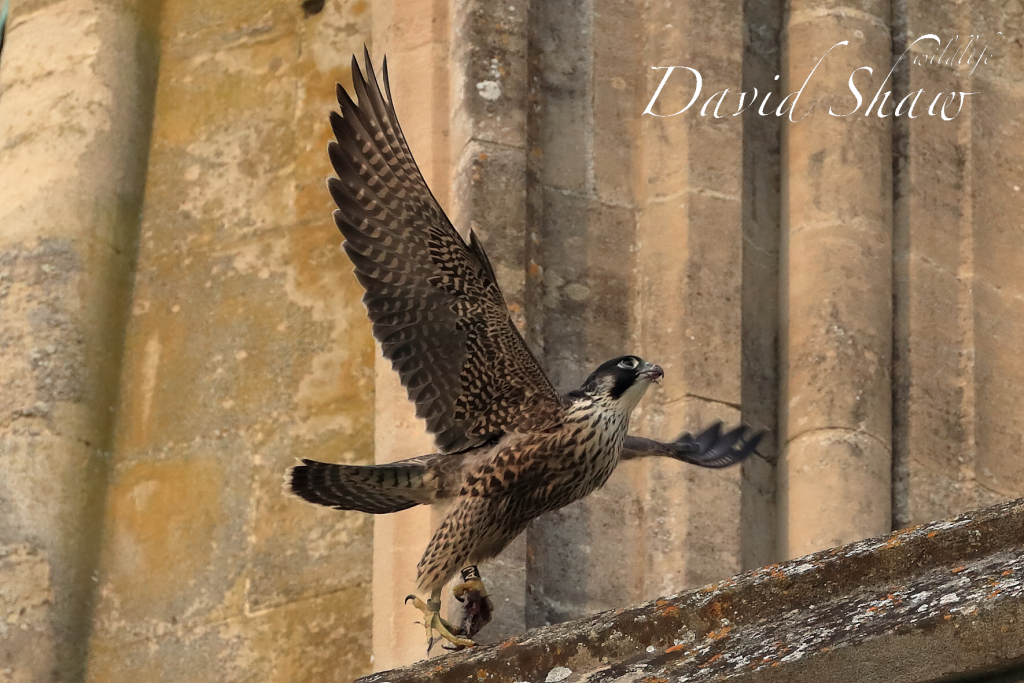 Chichester Peregrines flying high…..!!