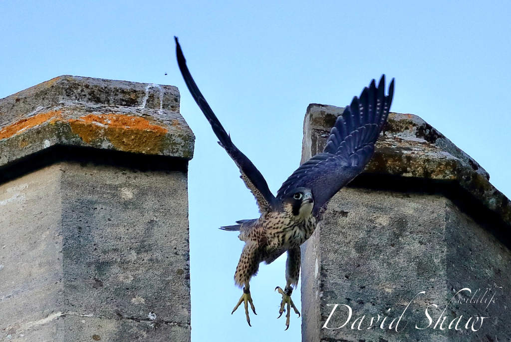 Chichester Peregrines camera turned off….!!