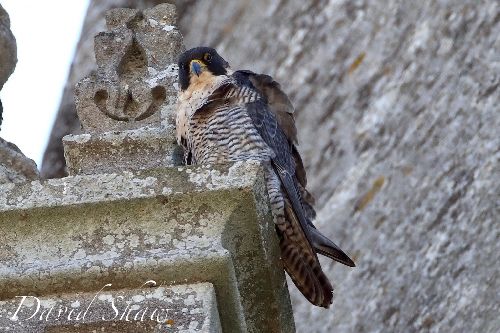 Chichester Peregrines both birds at home….!!