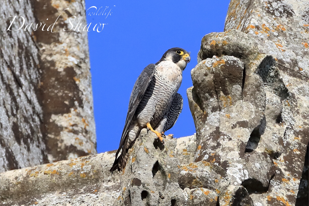 Chichester Peregrines looking fine…..!!