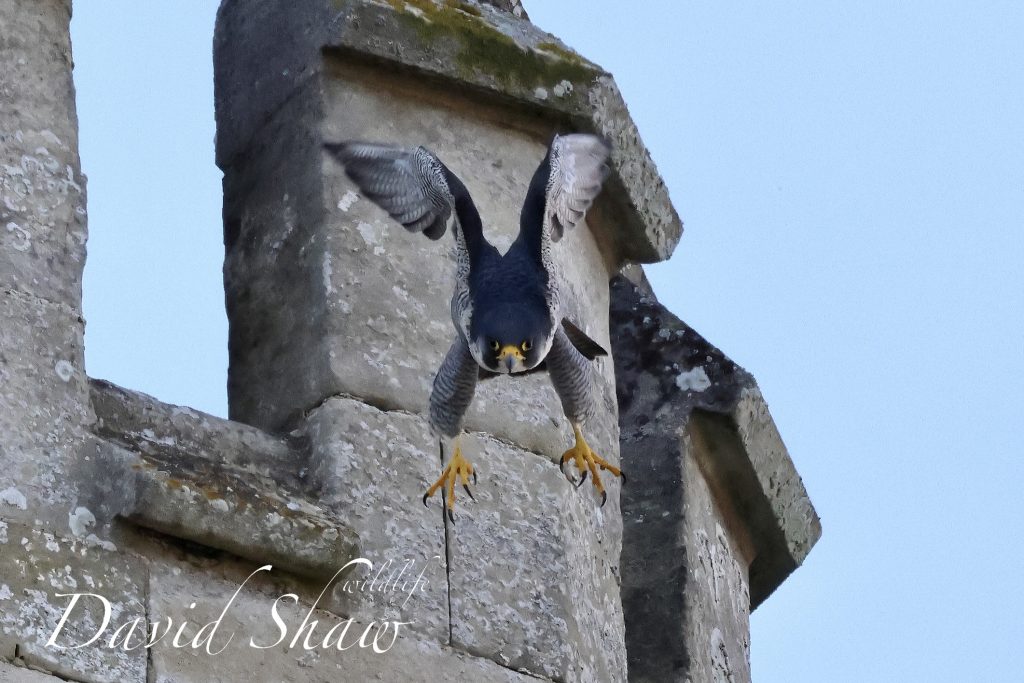 Chichester Peregrines not long to wait now….!!