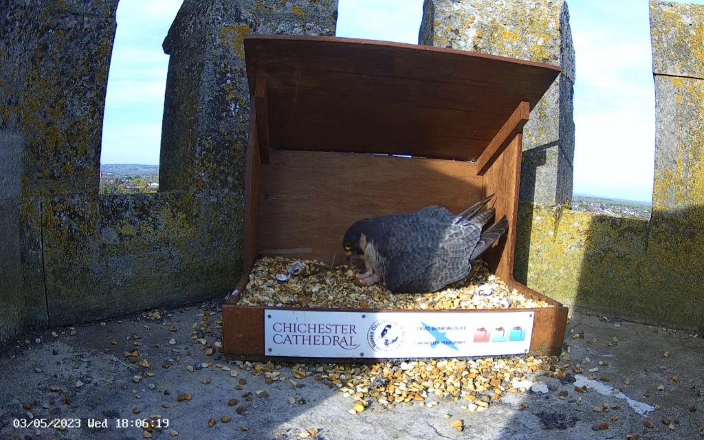 Chichester Peregrines Full Clutch