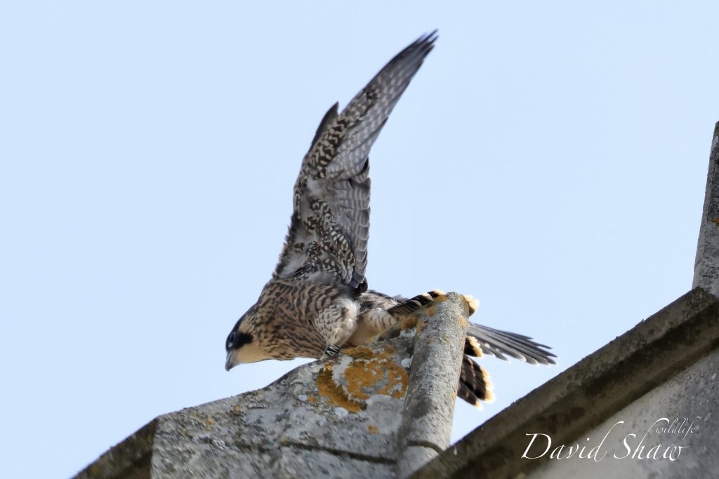 Chichester Peregrines 