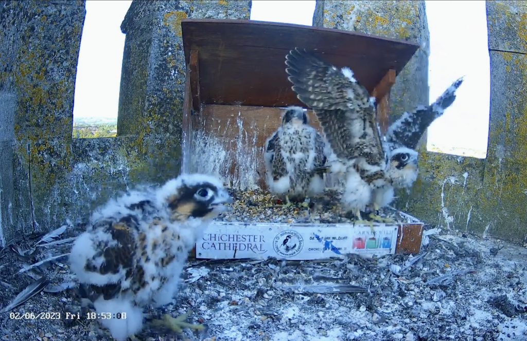 Chichester Peregrines viewing days….!!