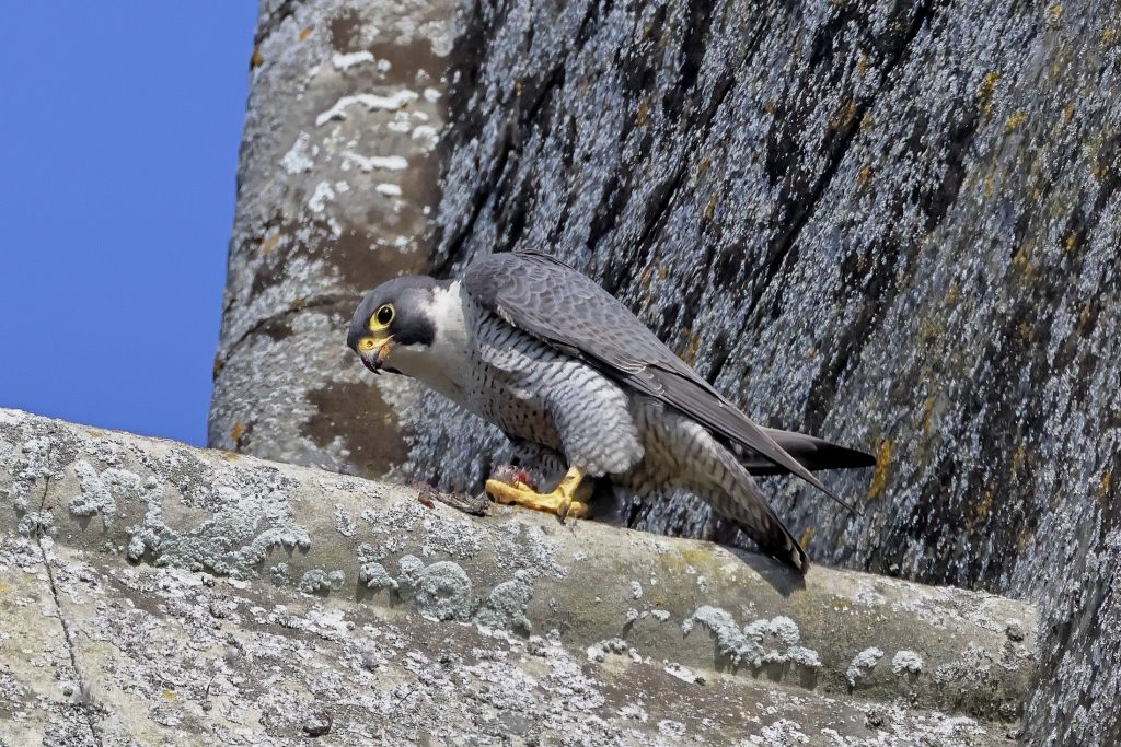 Chichester. Peregrines
