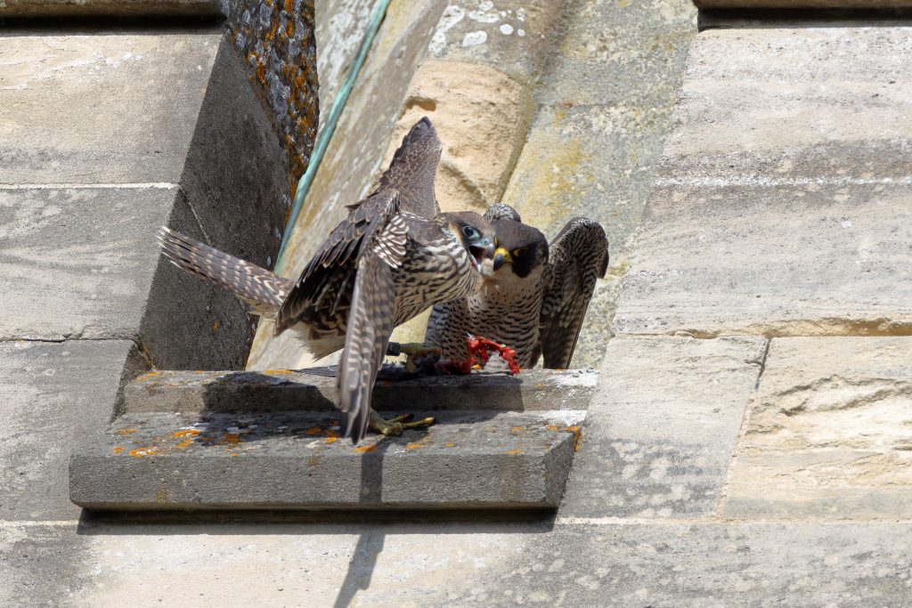Chichester Peregrines