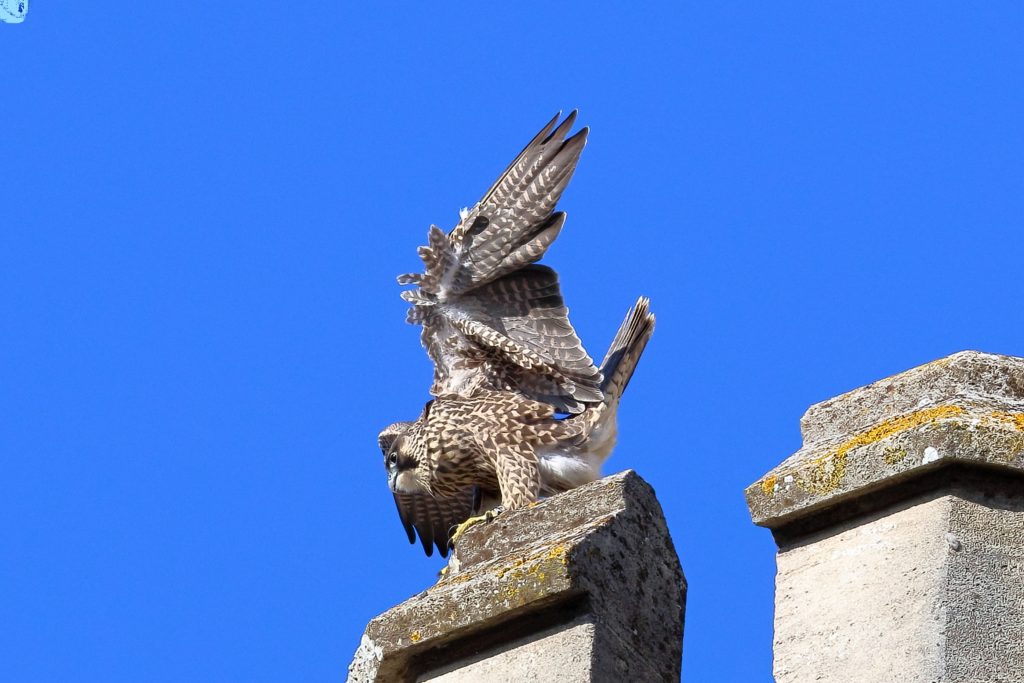 Chichester Peregrines