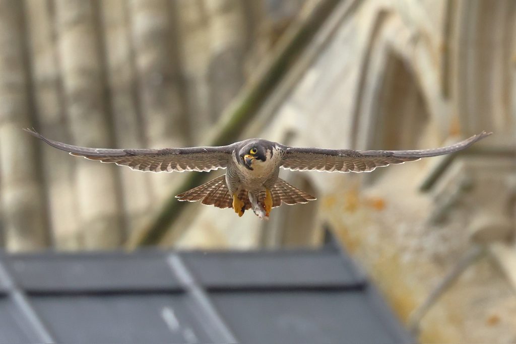 Chichester Peregrines 