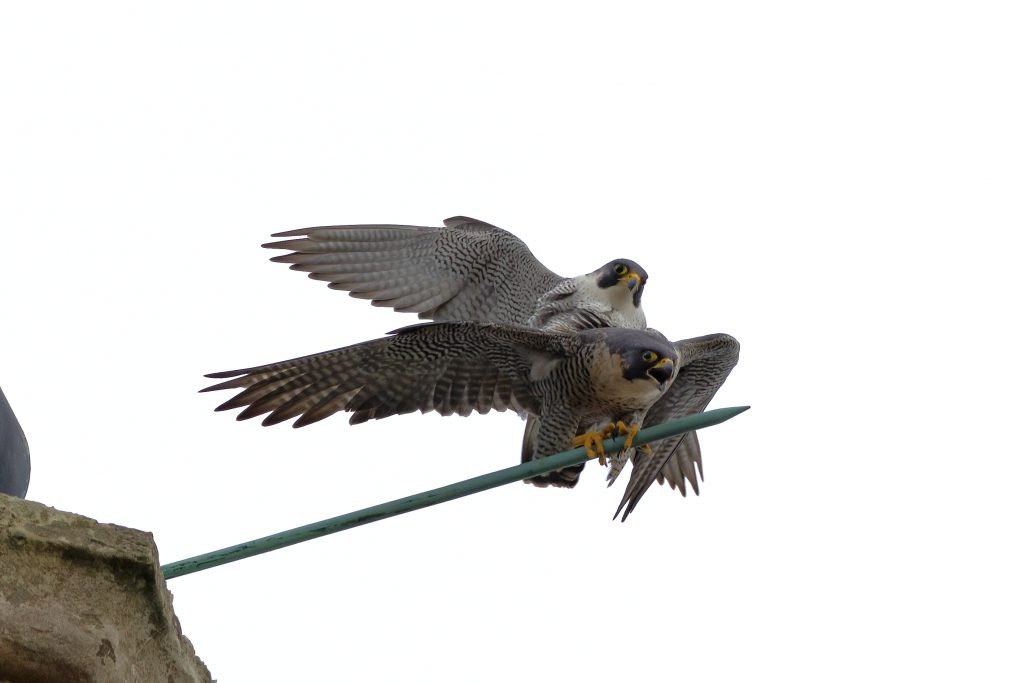 Chichester Peregrines