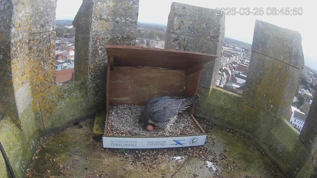 Chichester Peregrines first egg