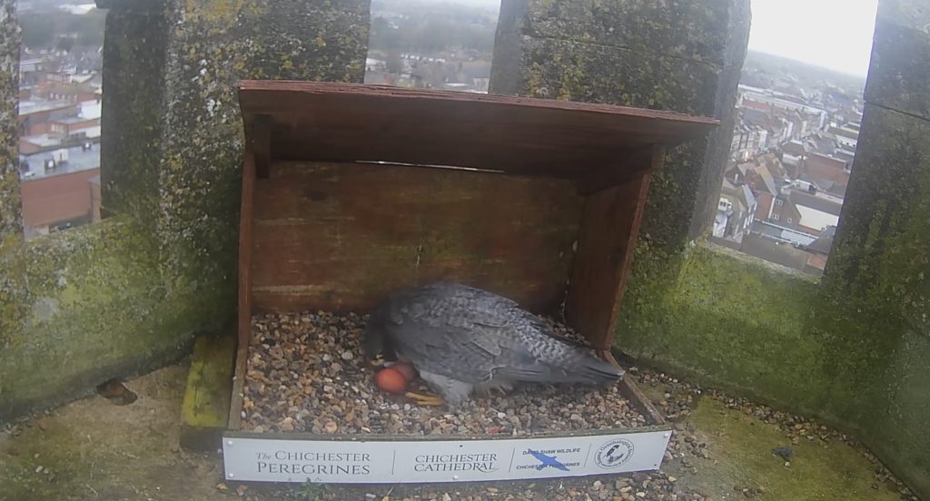 Chichester Peregrines second egg
