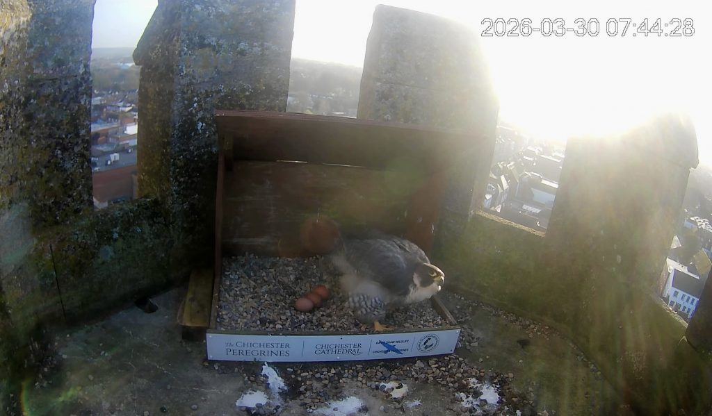 Chichester Peregrines Third egg