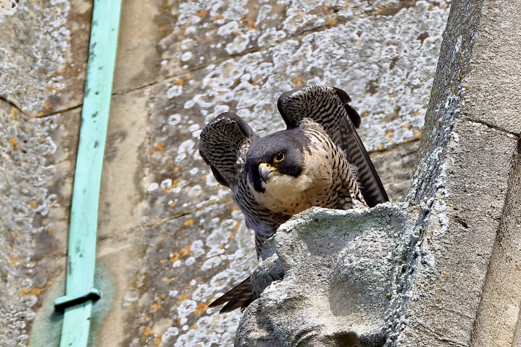 Chichester Peregrines