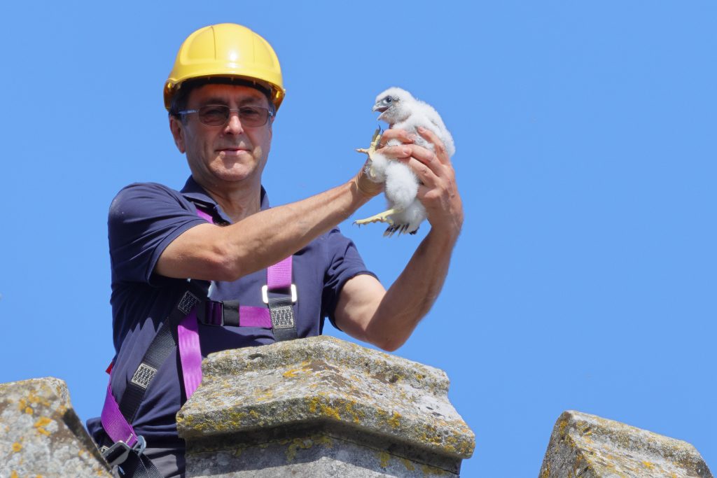 Chichester Peregrines ringed today