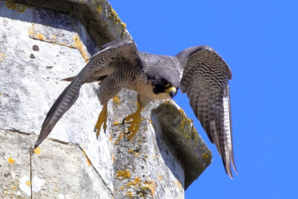 Chichester Peregrines in the Sun