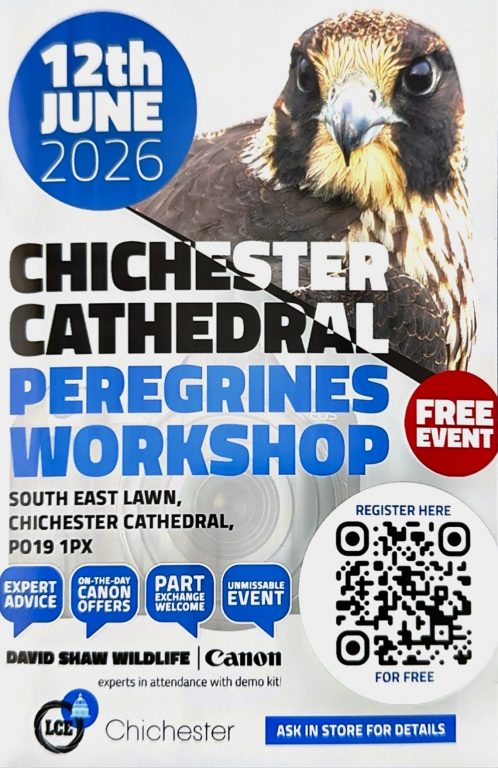 Chichester Peregrines Open days
