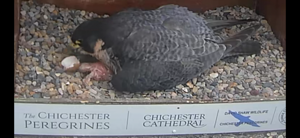 Chichester peregrines first chick