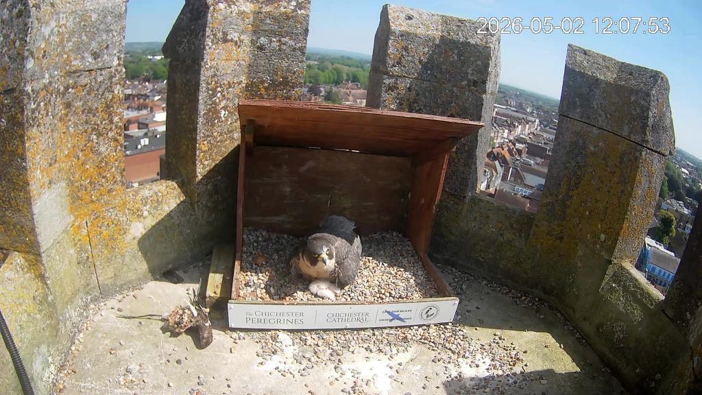 Chichester Peregrines first chick how fast they change