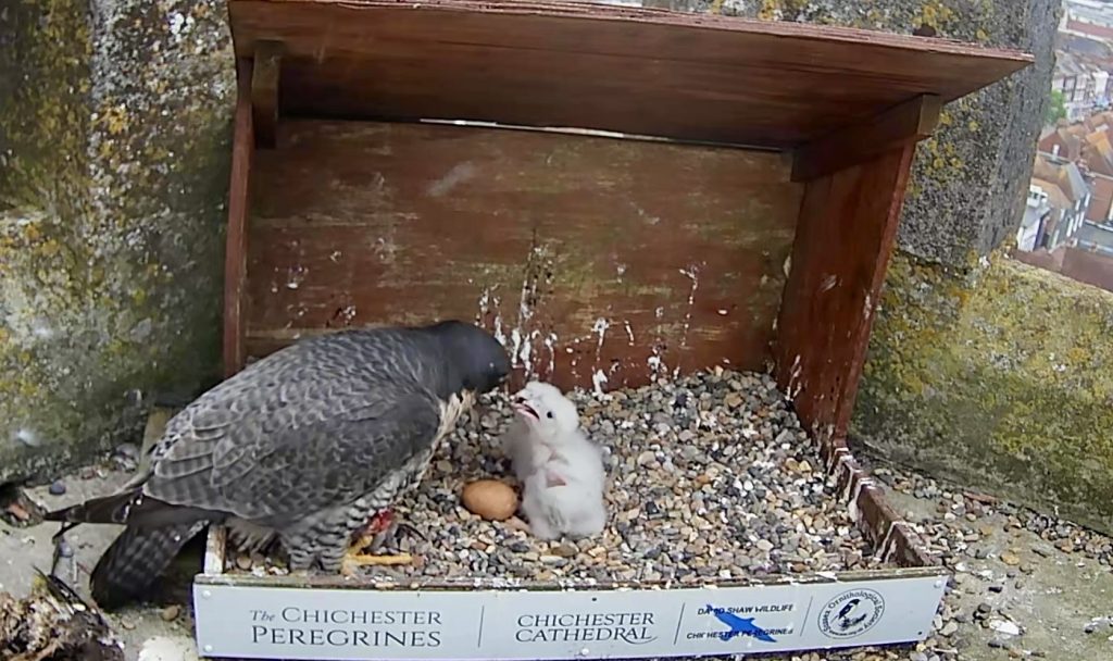 Chichester Peregrines two hungry mouths