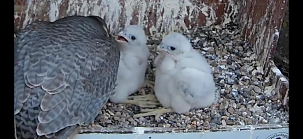 Chichester Peregrines Bots and Girls ?