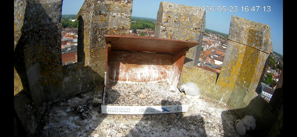 Chichester Peregrines Anyone at Home 