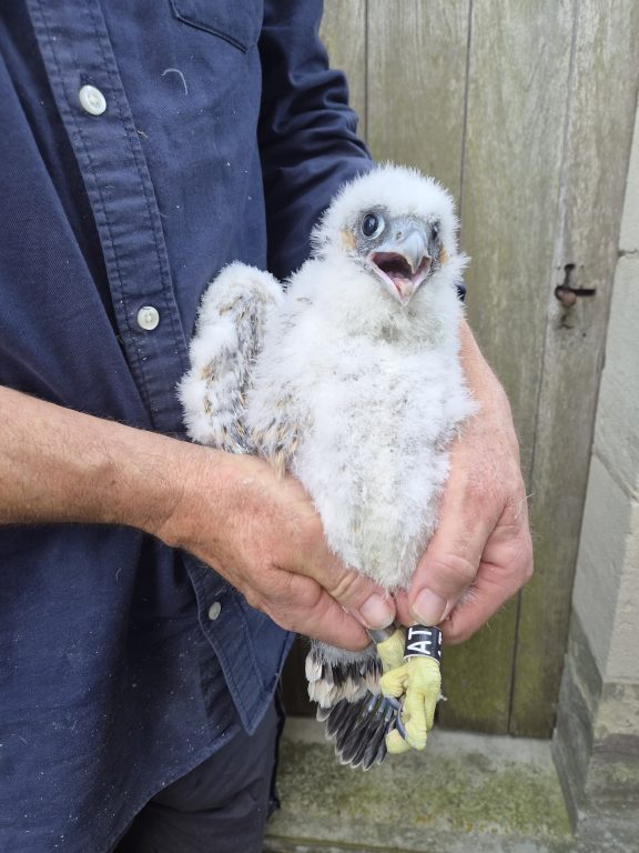 Chichester Peregrines two boys