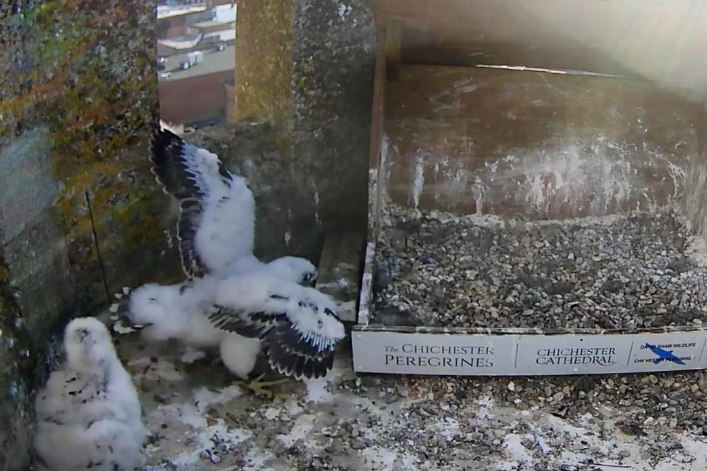 Chichester Peregrines so Big