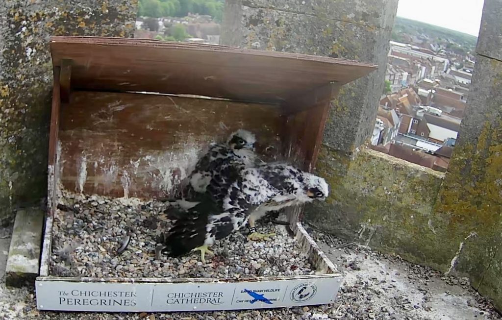 Chichester Peregrines Open Days