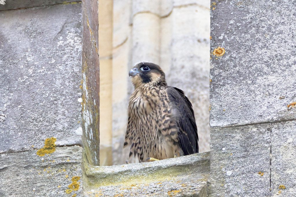 Chichester Peregrines open days first weekend.