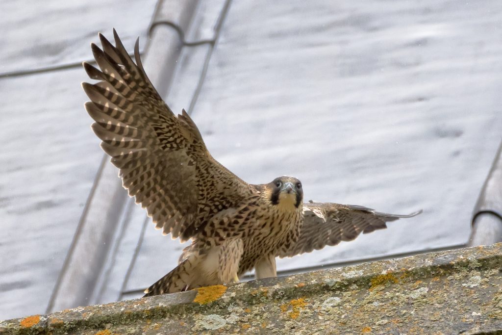 Chichester Peregrines exciting days