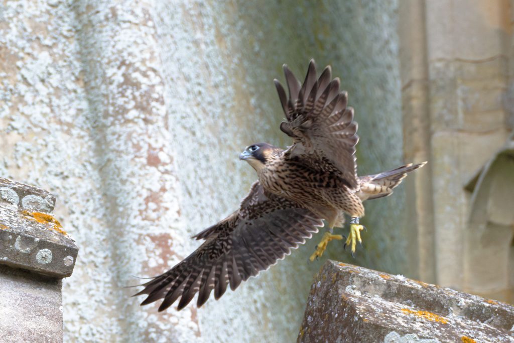 Chichester Peregrines Wonderful Day