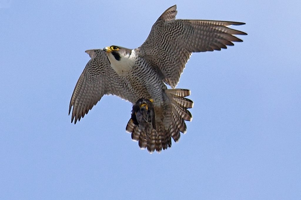 Chichester Peregrines Open Days