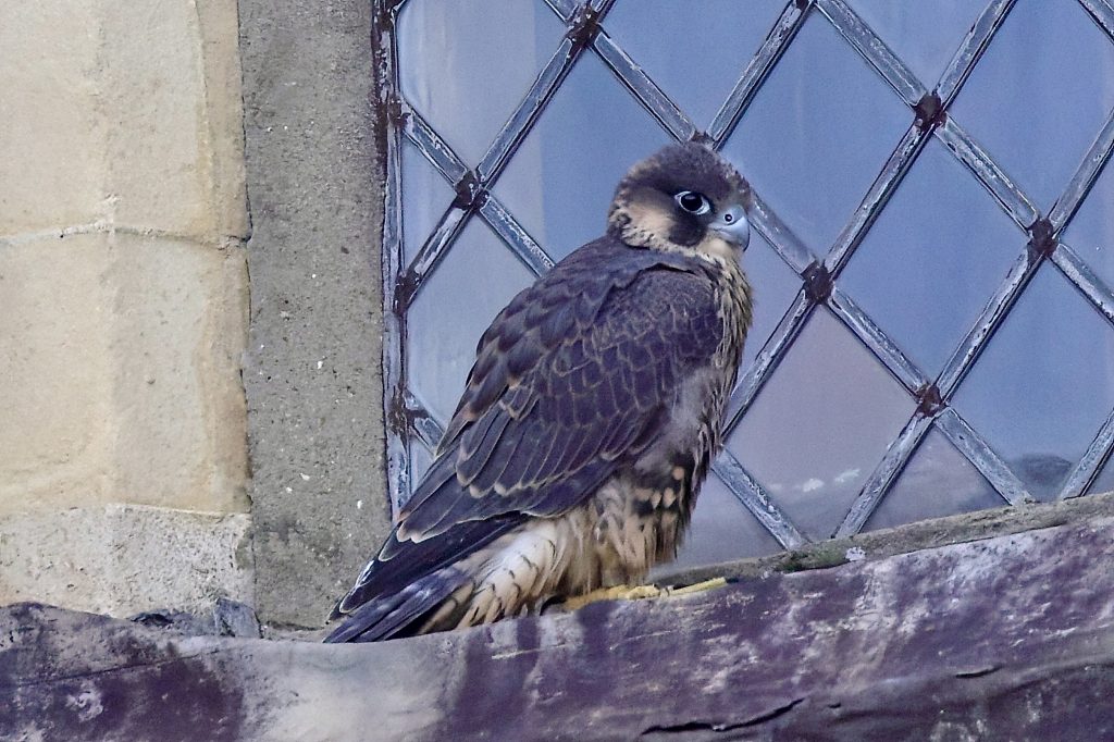 Chichester Peregrines First one to Fledge