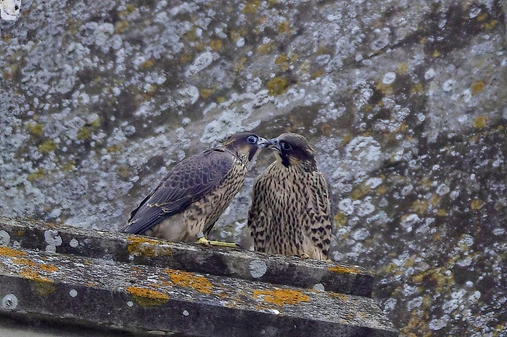 Chichester Peregrines love you Bro