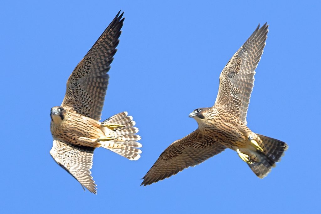 Chichester Peregrines time to fly 