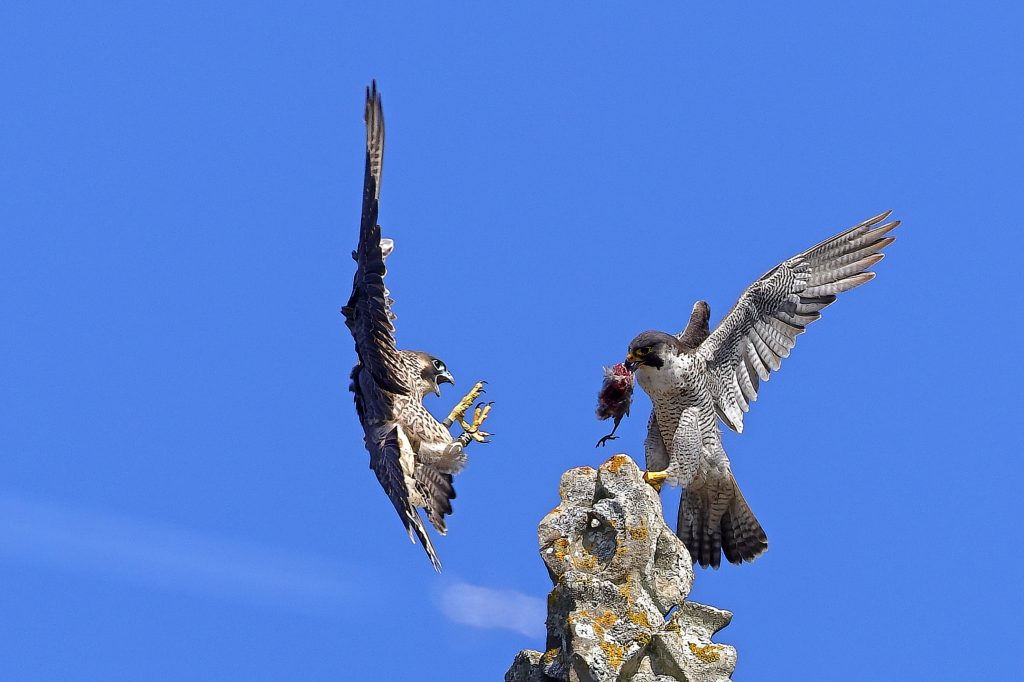 Chichester Peregrines That’s mine…!!