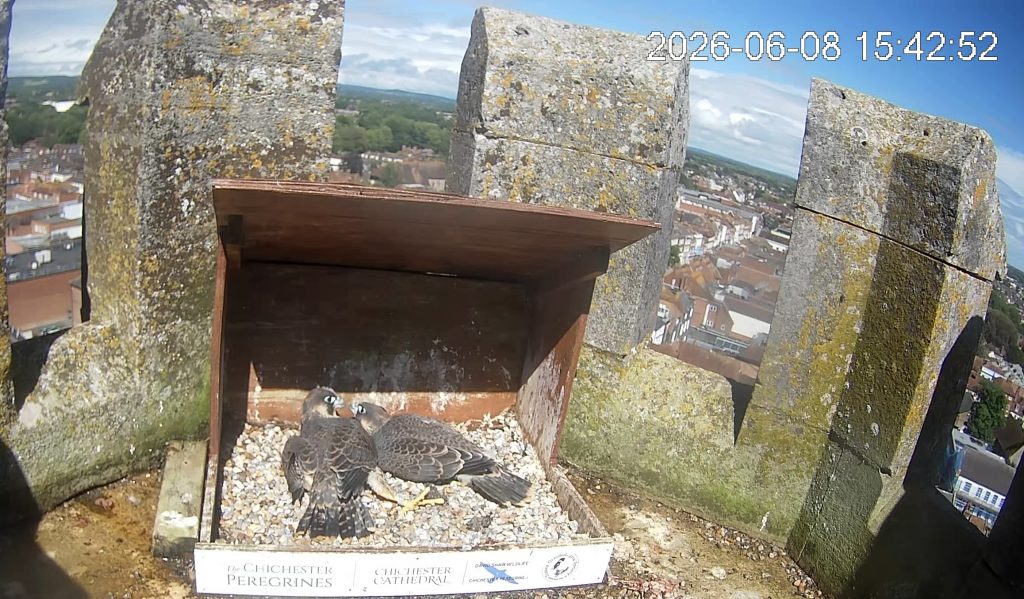 Chichester Peregrine sunbathing 