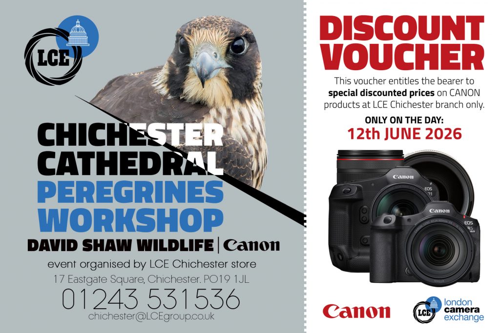 Chichester Peregrines and Canon