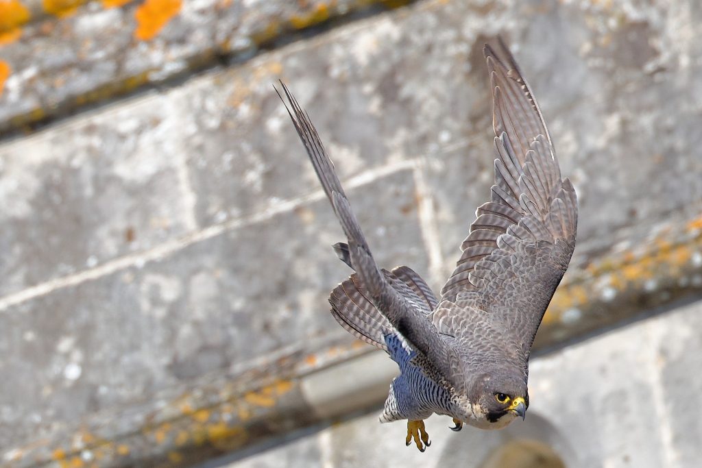Chichester Peregrines Falcon this afternoon